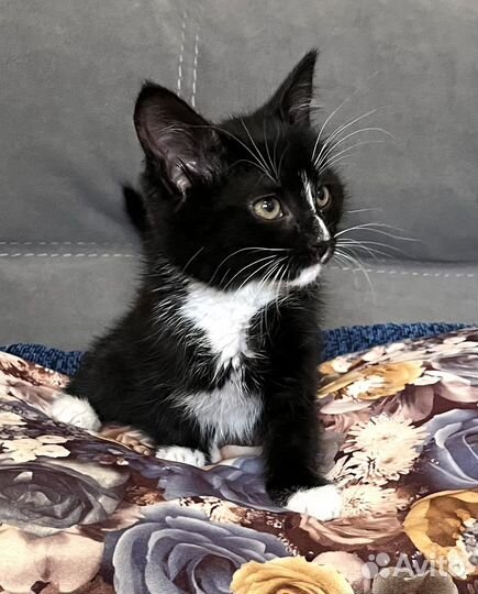 Котенок мальчик