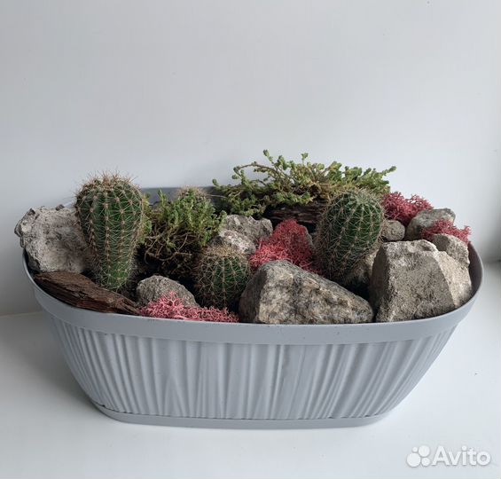 Композиция из кактусов (суккулентов)