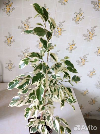 Фикус Бенджамина