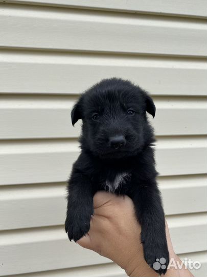 Щенки в добрые руки