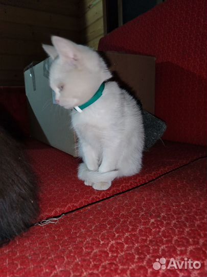 Котенок девочка в добрые руки