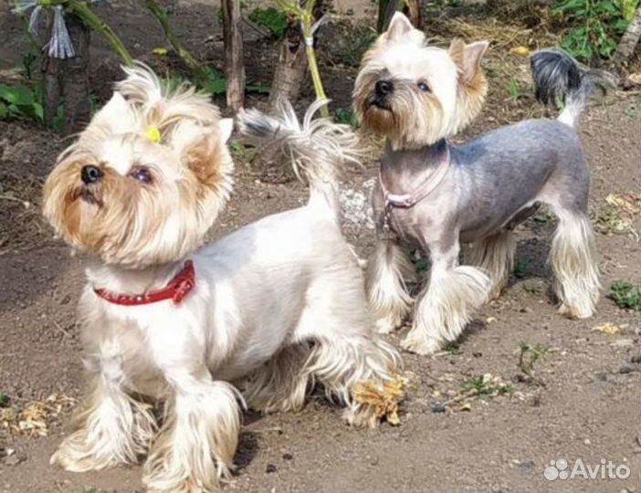 Йоркширский терьер девочка