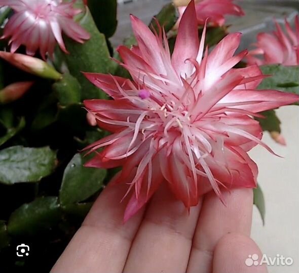 Декабрист шлюмбергера сортовые