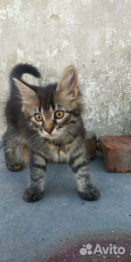 Кошки бесплатно