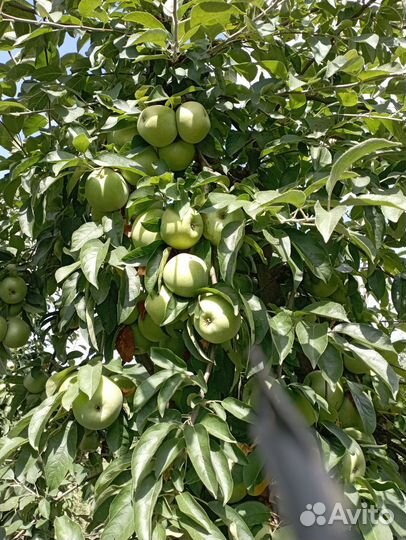 Яблоки оптом