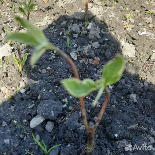 Дерен элегантиссима