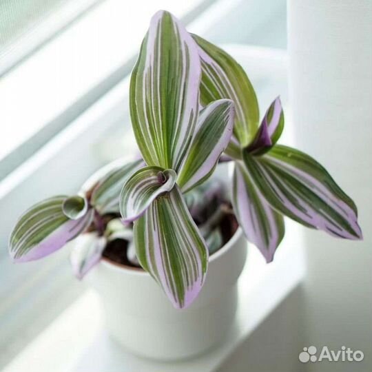 Традесканция домашняя