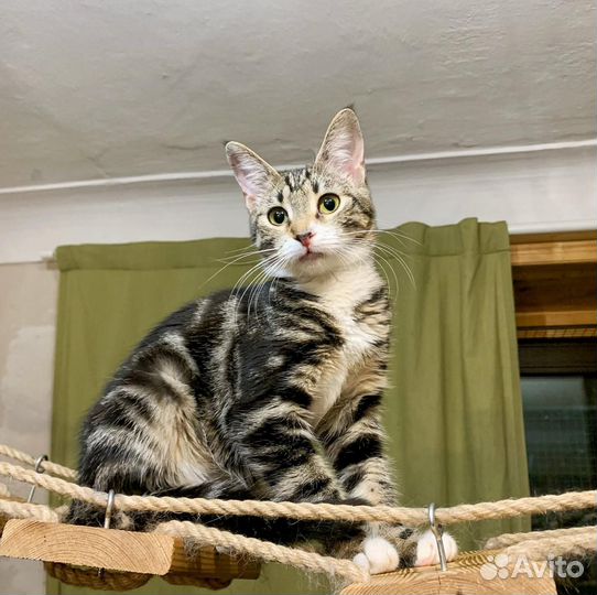 Котенок девочка подросток