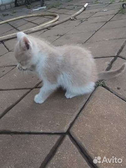 Продам котенка