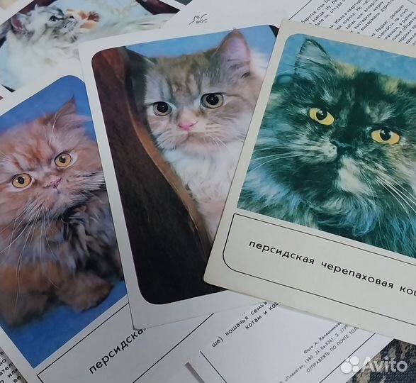 Открытки кошки. СССР