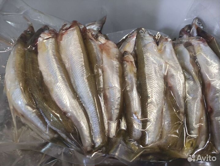 Свежая корюшка малоротка Сахалин