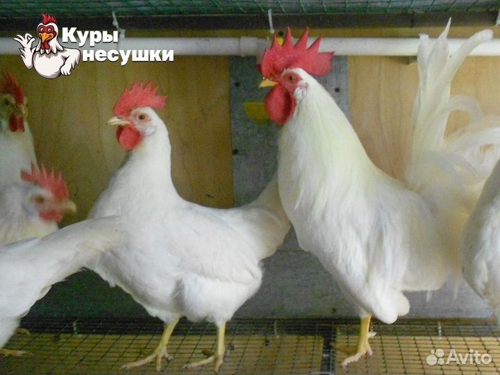 Куры несушки