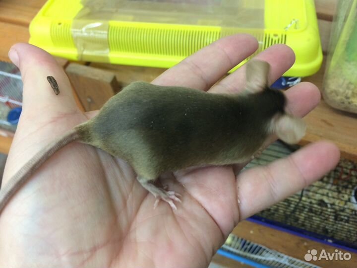 Мышки сатиновые, домовые, далматинцы