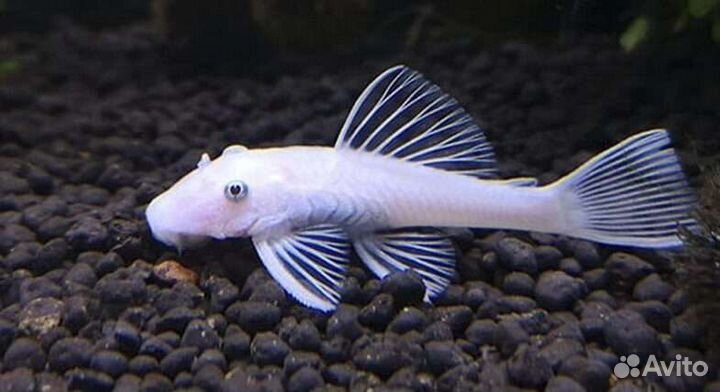 Номерные сомы (L-сомы), разные анциструсы