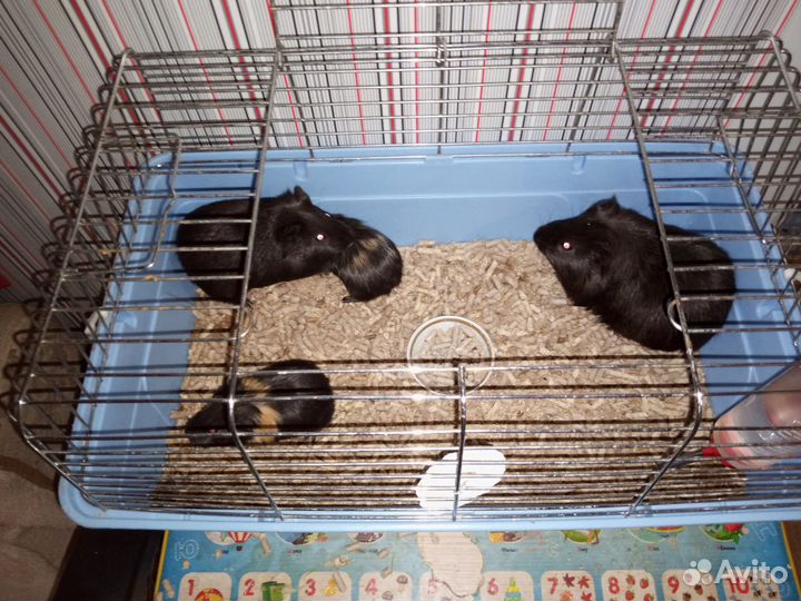 Морская свинка