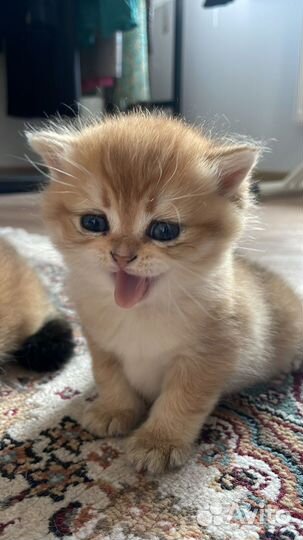 Золотистые шотландские котята