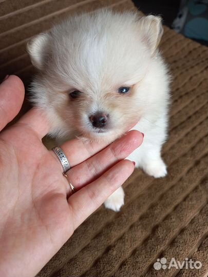 Щенки шпица