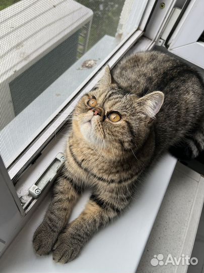 Вязка экзотический кот