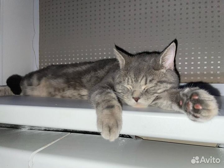Шотландский кот