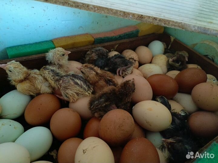 Домашняя птица и инкубационное яйцо