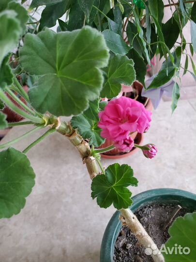 Продам герань