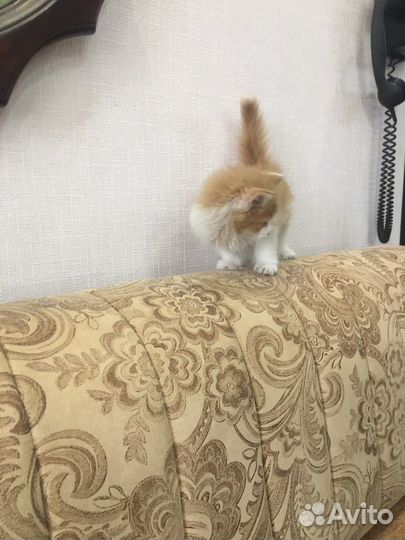 Милый котенок в добрые руки