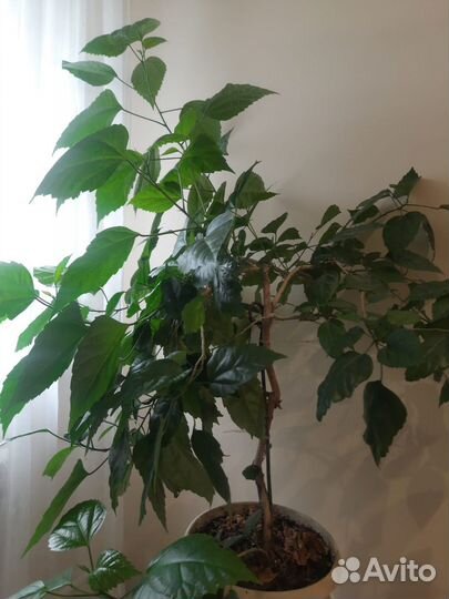 Дерево 6 лет Гибискус китайская роза