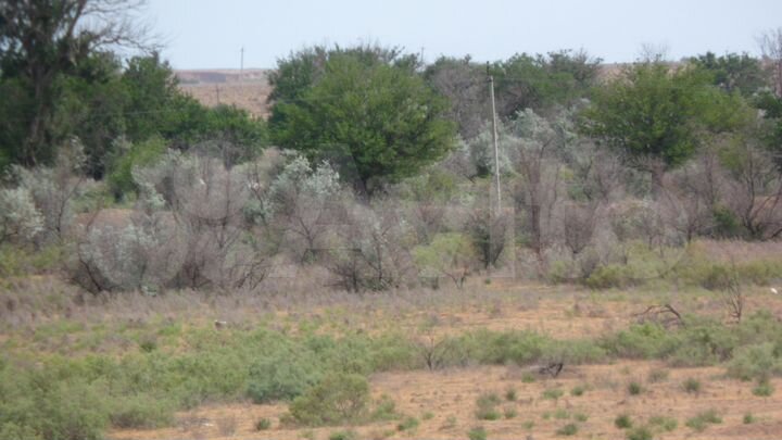 Участок 6 сот. (ИЖС)