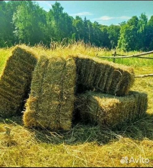 Сено в тюках