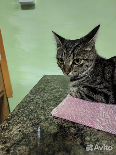 Котики