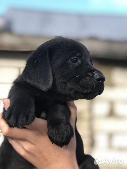 Щенки лабродора