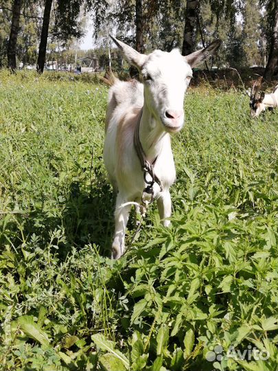 Козы дойные козлы кострированные