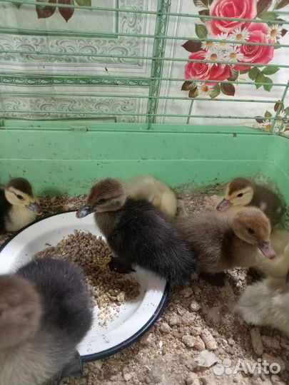 Тяжелой линии. 7мь дней. Индоутята