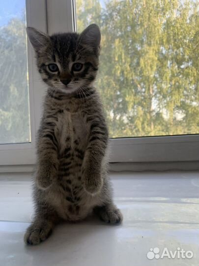Котенок