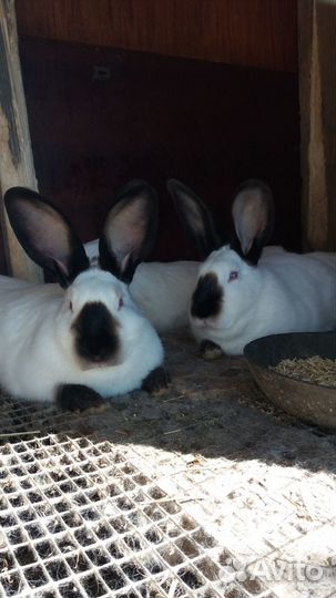 Калифорнийские кролики