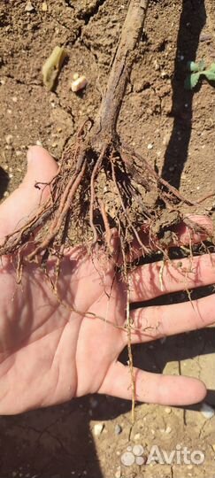 Саженцы винограда технических сортов