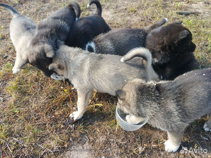 Щенки полулайки