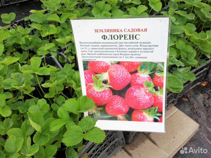 Рассада клубники