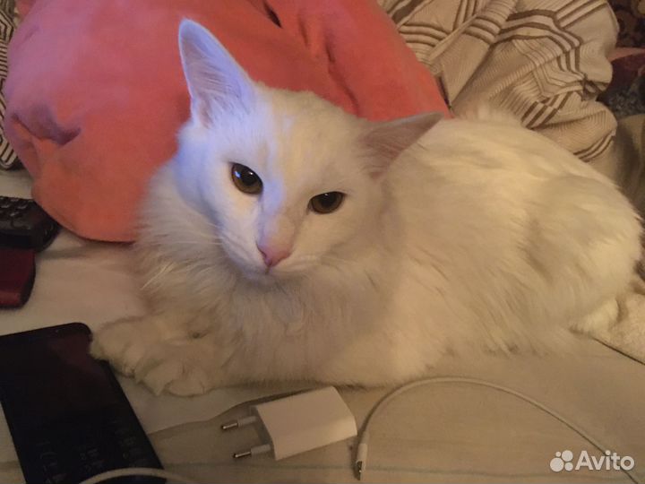 Ангорский котик в добрые руки или на кураторство