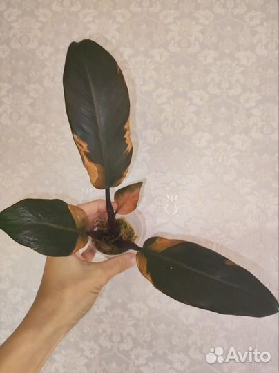 Филодендрон Блек кардинал вариегатный