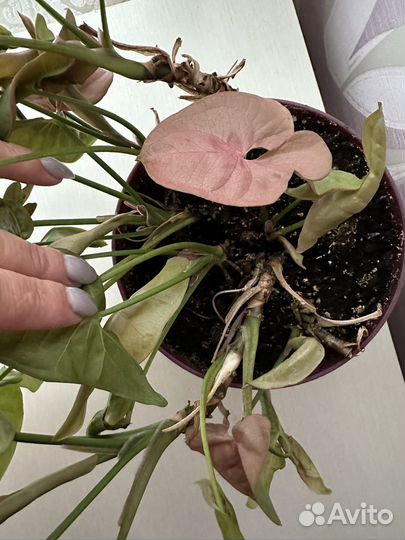 Сингониум неон пинк