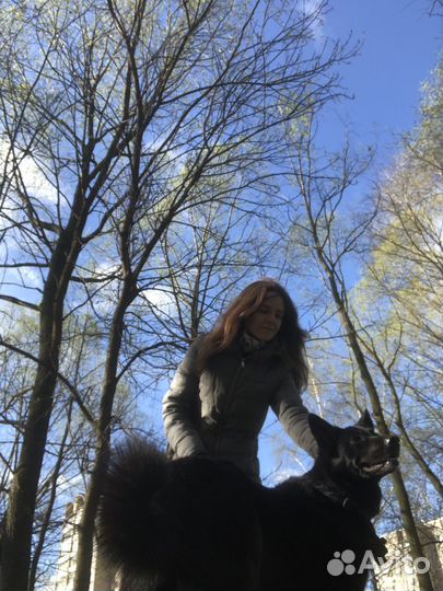 Выгул собак