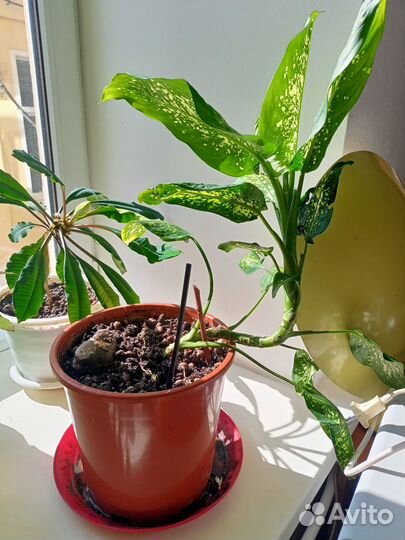 Диффембахия