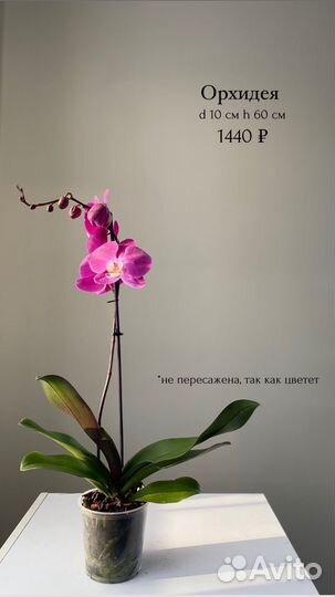 Комнатные цветы