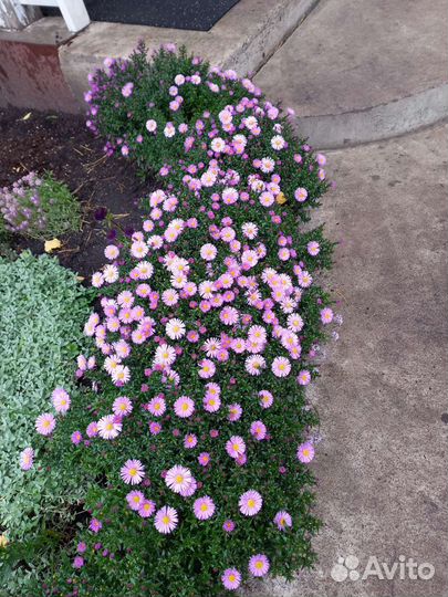 Цветы и кустарники