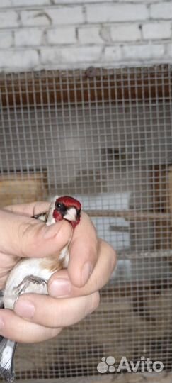 Птица щегол