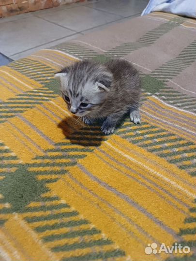 Котики в добрые руки