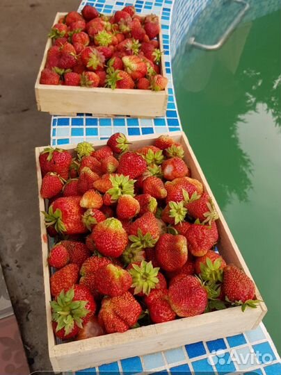 Рассада клубники усы с корнями