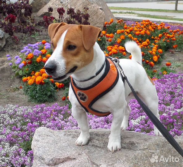 Два Джека Рассела для вязки