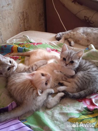 Кошки